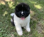 Puppy Zeus Akita