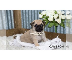 Pug Puppy for Sale in CLARE, Michigan USA