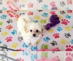 Small #11 Maltipoo (Toy)