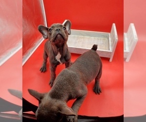 French Bulldog Puppy for sale in GOSHEN, IN, USA