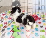 Small #7 ShihPoo