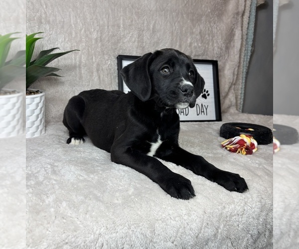 Medium Photo #5 Boxador Puppy For Sale in FRANKLIN, IN, USA