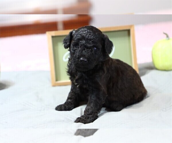 Medium Photo #11 Goldendoodle (Miniature) Puppy For Sale in PEMBROKE PINES, FL, USA