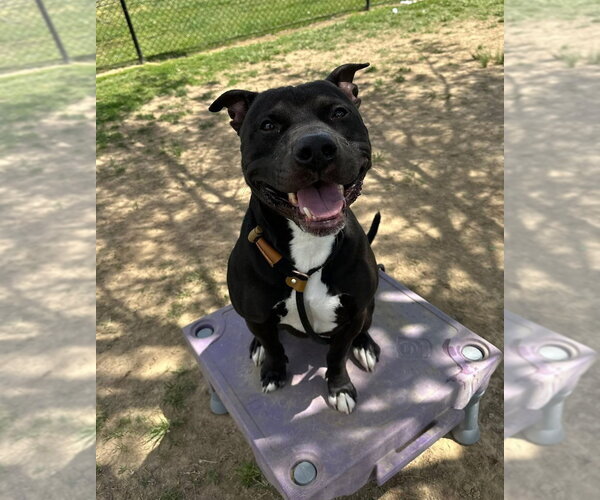 Medium Photo #3 Mutt Puppy For Sale in Evansville, IN, USA