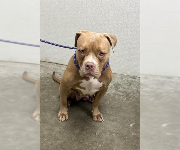 Medium Photo #1 Staffordshire Bull Terrier Puppy For Sale in Rosenberg, TX, USA