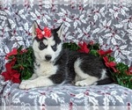 Small Photo #6 Siberian Husky Puppy For Sale in EPHRATA, PA, USA