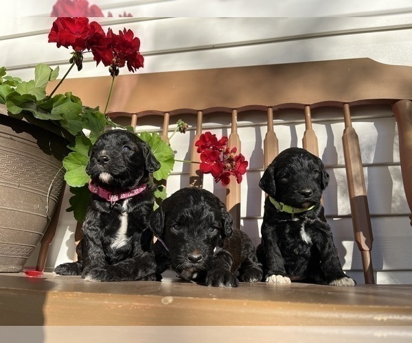 Medium Photo #3 Springerdoodle Puppy For Sale in CHETEK, WI, USA