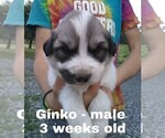 Small Photo #37 Great Pyrenees Puppy For Sale in HILLSVILLE, VA, USA