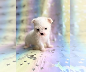 Maltipoo Puppy for sale in SAN FRANCISCO, CA, USA