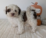 Small #1 ShihPoo