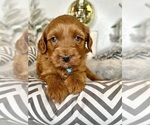 Small #5 Australian Labradoodle-Goldendoodle Mix
