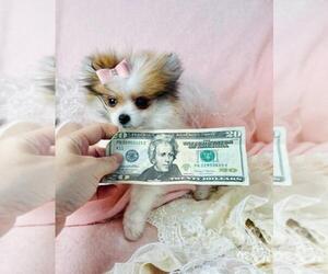 Pomeranian Puppy for sale in WESTFIELD, IN, USA