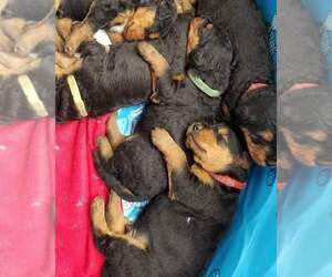 Airedale Terrier Puppy for sale in SULLIVAN, MO, USA