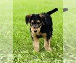 Puppy 1 Airedale Terrier
