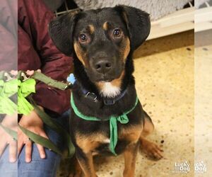 Black and Tan Coonhound-Unknown Mix Dogs for adoption in Washington, DC, USA
