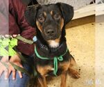 Wallace - Male Black and Tan Coonhound-Unknown Mix Dog for Adoption - Small photo