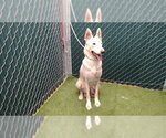 Small Siberian Husky