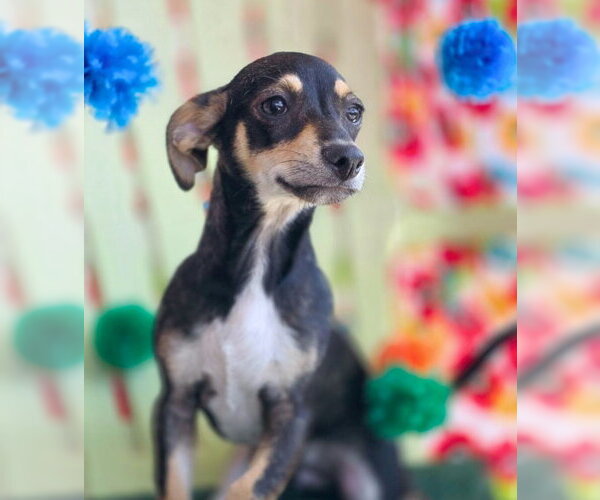 Medium Photo #6 Doxie-Pin Puppy For Sale in Chino Hills, CA, USA