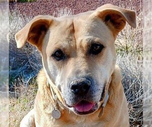 American Staffordshire Terrier-Labrador Retriever Mix Dogs for adoption in Lake Forest, CA, USA