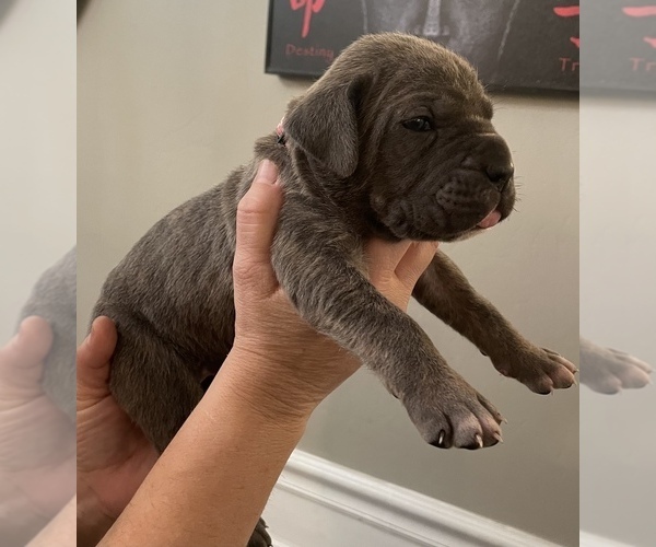 Full screen Photo #2 Cane Corso Puppy For Sale in BAKERSFIELD, CA, USA