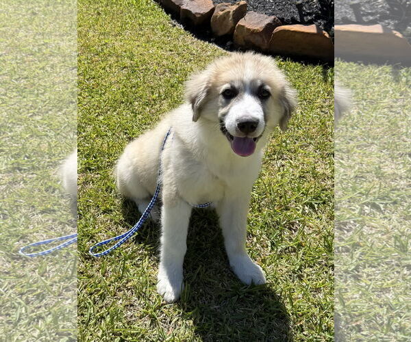 Medium Photo #1 Anatolian Pyrenees Puppy For Sale in The Woodlands, TX, USA