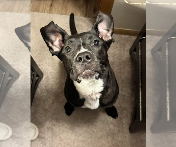 Medium Photo #12 American Pit Bull Terrier-Labrador Retriever Mix Puppy For Sale in Germantown, OH, USA