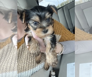 Yorkshire Terrier Puppy for sale in CORINTH, MS, USA