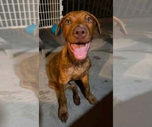 Labralas Dogs for adoption in Cave Creek, AZ, USA