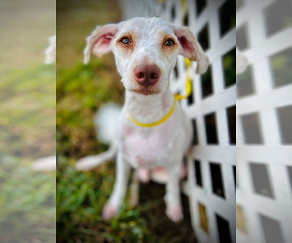 Medium Photo #3 Poodle (Miniature)-Unknown Mix Puppy For Sale in Pacolet, SC, USA