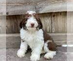 Small Photo #2 Aussiedoodle Miniature  Puppy For Sale in DRY RUN, PA, USA