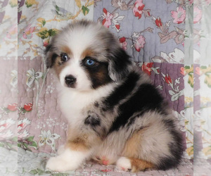 Miniature Australian Shepherd Puppy for sale in HARRISON, OH, USA