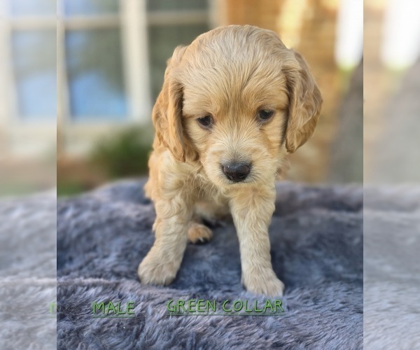 Medium Photo #1 Bernedoodle (Miniature)-Golden Mountain Dog Mix Puppy For Sale in FLOWER MOUND, TX, USA