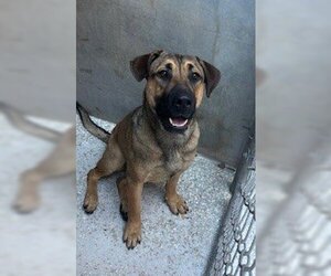 German Shepherd Dog-Mastiff Mix Dogs for adoption in Lodi, CA, USA
