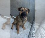 Small German Shepherd Dog-Mastiff Mix