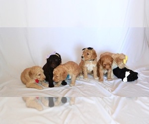Goldendoodle Litter for sale in WICHITA, KS, USA