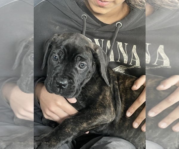 Medium Photo #4 Cane Corso Puppy For Sale in KENT, WA, USA