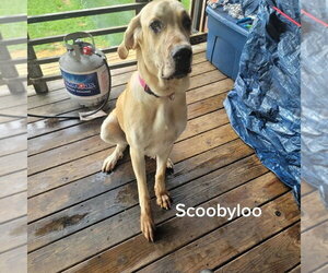 Luna Mae - Female Great Pyredane Dog for Adoption - Photo #2