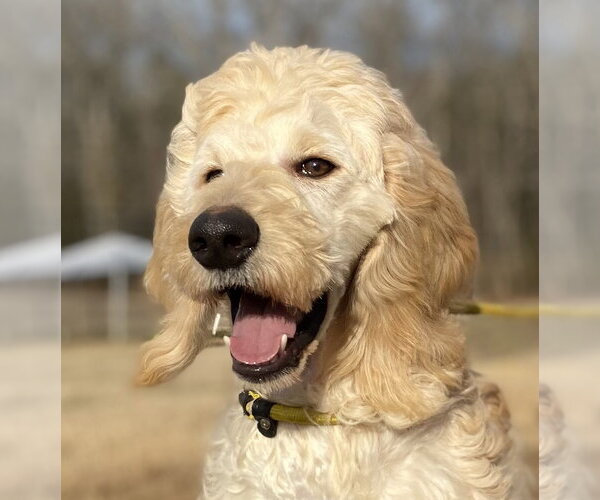 Medium Photo #1 Goldendoodle Puppy For Sale in Pacolet, SC, USA