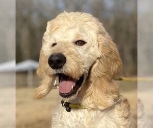 Goldendoodle Dogs for adoption in Pacolet, SC, USA