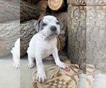 Small #2 American Bulldog