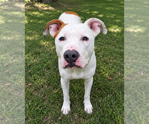 Medium Photo #2 American Pit Bull Terrier-American Staffordshire Terrier Mix Puppy For Sale in Westminster, MA, USA