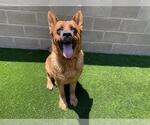 Small Photo #2 German Shepherd Dog Puppy For Sale in Orange, CA, USA