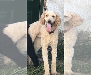 Father of the Goldendoodle puppies born on 10/20/2019