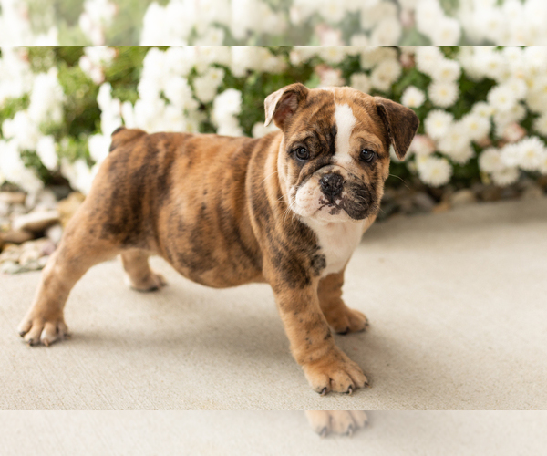 Medium Photo #2 English Bulldog Puppy For Sale in BOURBON, IN, USA