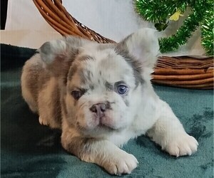 French Bulldog Puppy for sale in DUBLIN, CA, USA