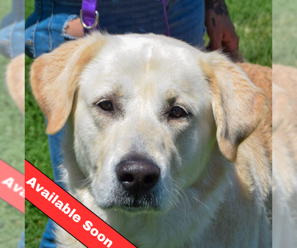Medium Photo #1 Great Pyrenees-Unknown Mix Puppy For Sale in Huntley, IL, USA