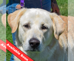 Small Great Pyrenees Mix