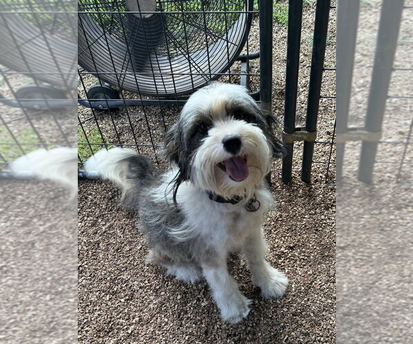 Medium Photo #2 Bearded Collie-Unknown Mix Puppy For Sale in Bolivar, MO, USA