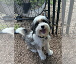 Small #1 Bearded Collie Mix