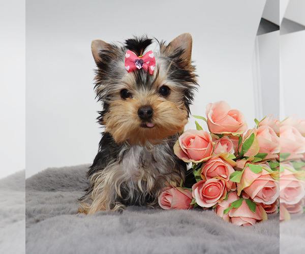 Medium Photo #2 Yorkshire Terrier Puppy For Sale in LOS ANGELES, CA, USA